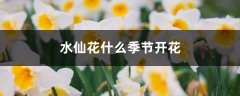 水仙花什么季节开花