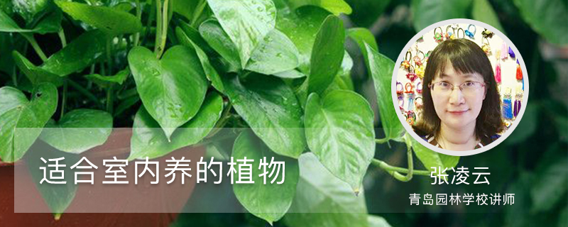 适合室内养的植物 适合室内养的植物