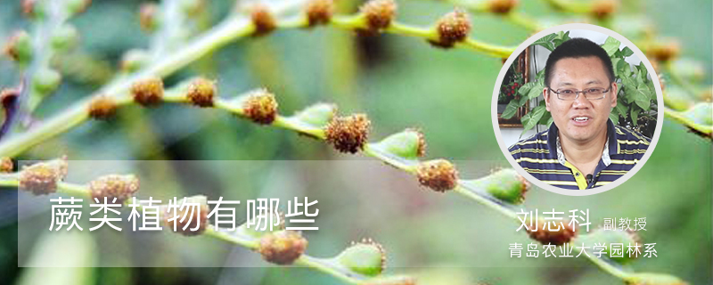 蕨类植物有哪些 蕨类植物有哪些
