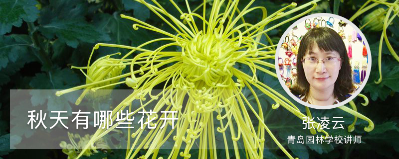 秋天有哪些花开 秋天有哪些花开