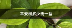 平安树多少钱一盆