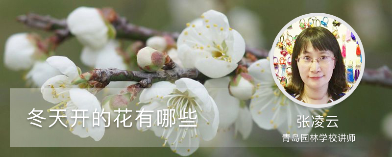 冬天开的花有哪些 冬天开的花有哪些