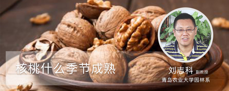 核桃什么季节成熟 核桃什么季节成熟