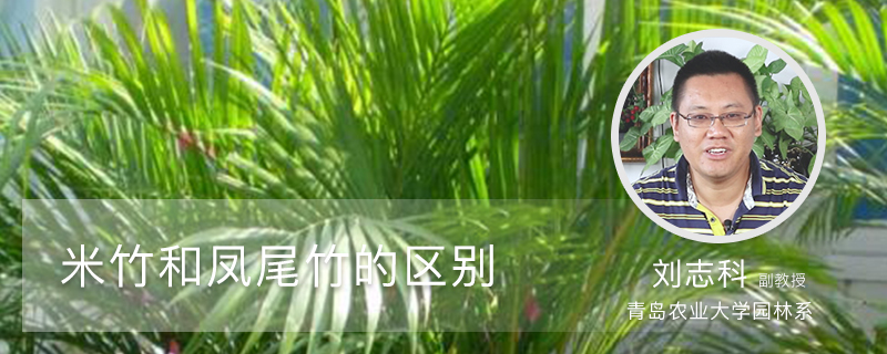 米竹和凤尾竹的区别 米竹和凤尾竹的区别