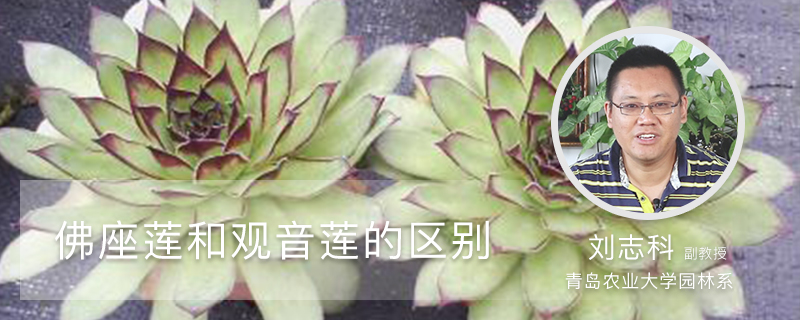 佛座莲和观音莲的区别 佛座莲和观音莲的区别