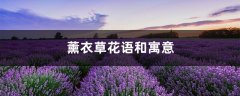 薰衣草花语和寓意