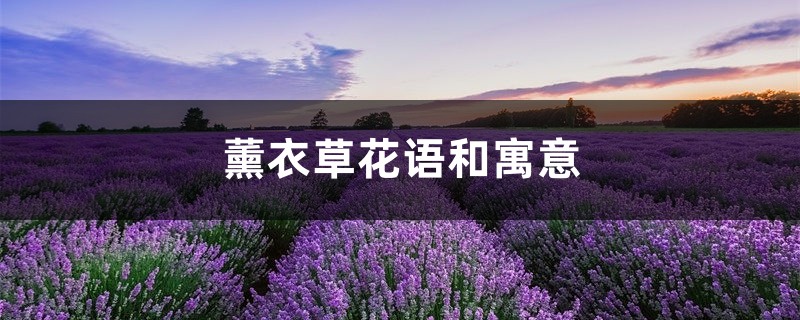 薰衣草花语和寓意 薰衣草花语和寓意