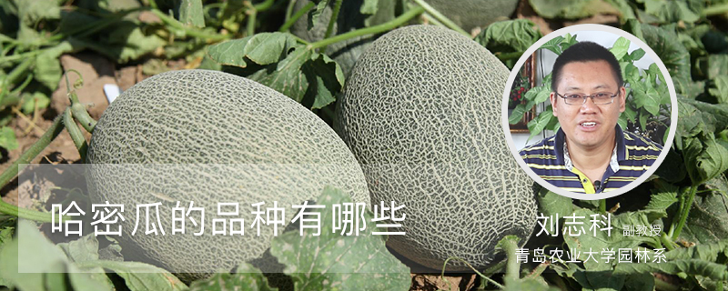 哈密瓜有哪些品种 哈密瓜有哪些品种