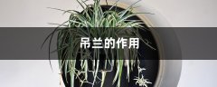 吊兰的作用