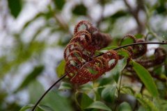 别看这种植物“丑”，市场上都抢不着，营养比燕窝还高！