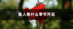 美人蕉什么季节开花