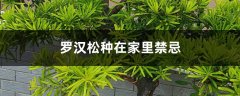 罗汉松种在家里禁忌