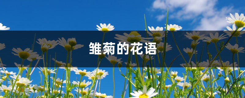 雏菊的花语 雏菊的花语