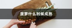 菠萝什么时候成熟