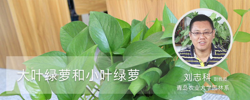 大叶绿萝和小叶绿萝有何区别 大叶绿萝和小叶绿萝有何区别
