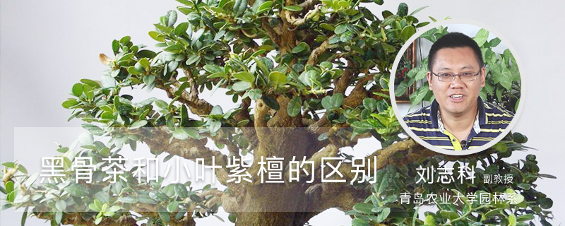 黑骨茶与小叶紫檀区别 黑骨茶与小叶紫檀区别