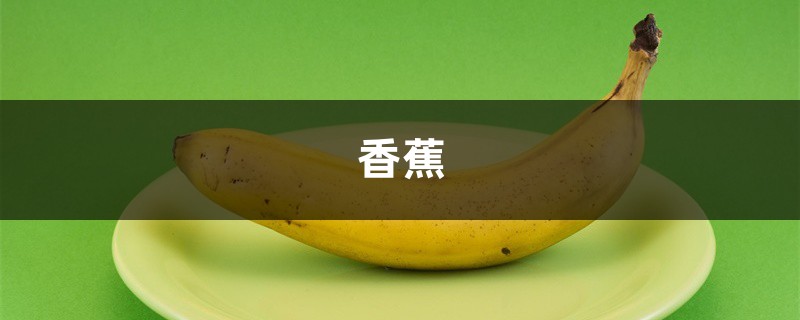 “香蕉”也能家里种?真是头一次听说,这下烂香蕉可别扔了 “香蕉”也能家里种?真是头一次听说,这下烂香蕉可别扔了