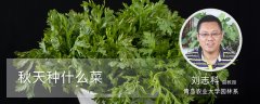 秋季种什么菜