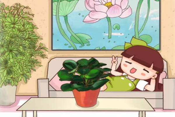 家里这7个角落摆对了花,全家老小都健康,一年顺风顺水! 家里这7个角落摆对了花,全家老小都健康,一年顺风顺水!