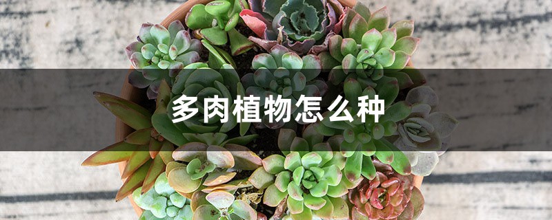多肉植物怎么种 多肉植物怎么种