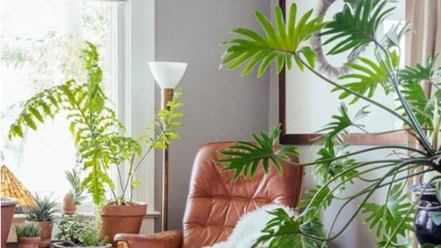 这3种花,比“发财树”寓意还好,有钱人都爱养! 这3种花,比“发财树”寓意还好,有钱人都爱养!