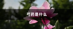 芍药是什么