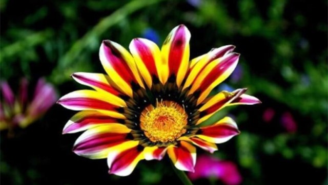 怎么辨别杂种勋章菊 怎么辨别杂种勋章菊