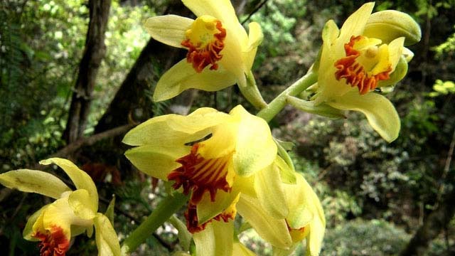 怎样辨别黄花鹤顶兰 怎样辨别黄花鹤顶兰