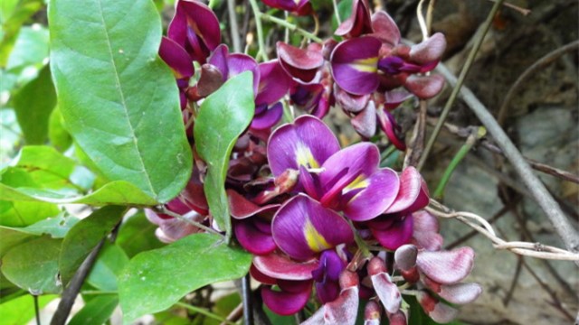 怎么辨别香花崖豆藤 怎么辨别香花崖豆藤
