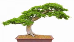 对节白蜡怎么养