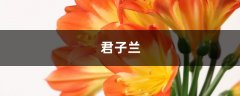 家里养盆君子兰，开花预示好兆头！你的君子兰开花了吗？