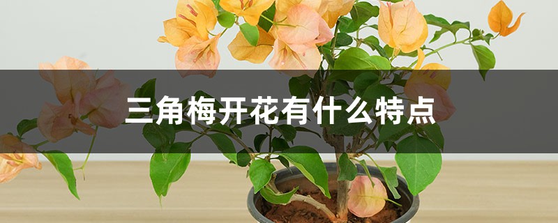 三角梅开花有什么特点