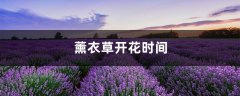 薰衣草开花时间