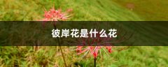 彼岸花是什么花