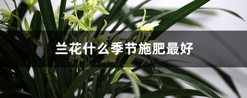 兰花什么季节施肥最好 兰花什么季节施肥最好