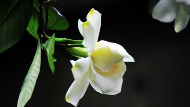 水栀子和黄栀子的区别 水栀子和黄栀子的区别