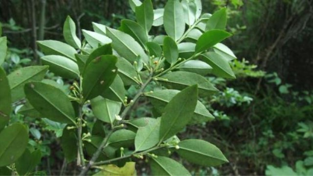 毛冬青和苦丁茶区别 毛冬青和苦丁茶区别