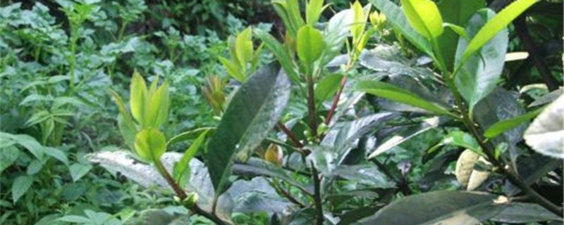 苦荞茶和苦丁茶的区别 苦荞茶和苦丁茶的区别