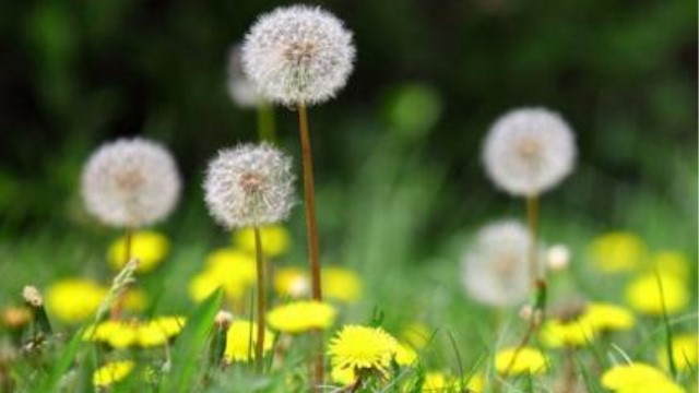 苦丁茶与婆婆丁的区别 苦丁茶与婆婆丁的区别