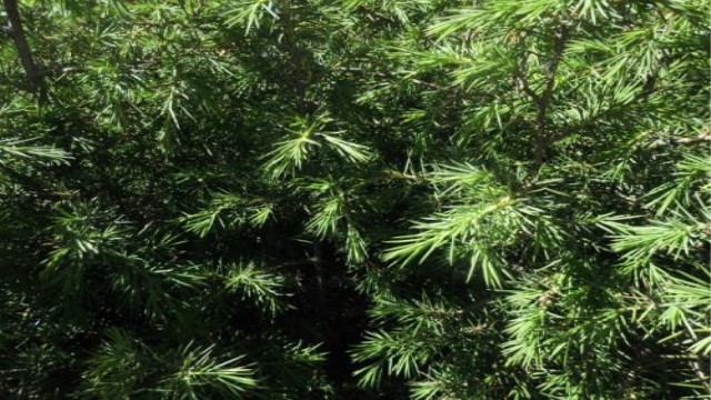 圆柏和侧柏的区别 圆柏和侧柏的区别