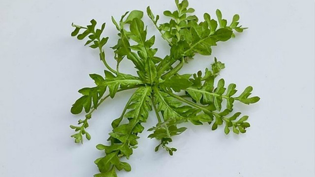 独行菜和荠菜的区别 独行菜和荠菜的区别