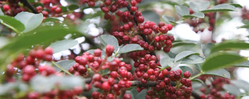 竹叶花椒与花椒区别 竹叶花椒与花椒区别
