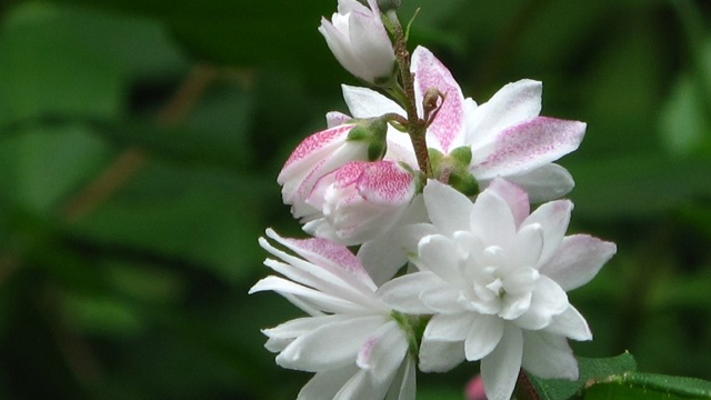 溲疏和山梅花的区别 溲疏和山梅花的区别
