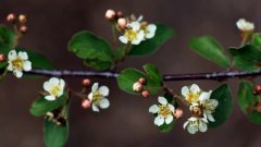 水栒子花和平枝栒子花的区别