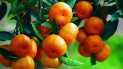 柑橘和橙子的区别