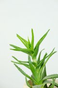 芦荟的养殖方法和注意事项