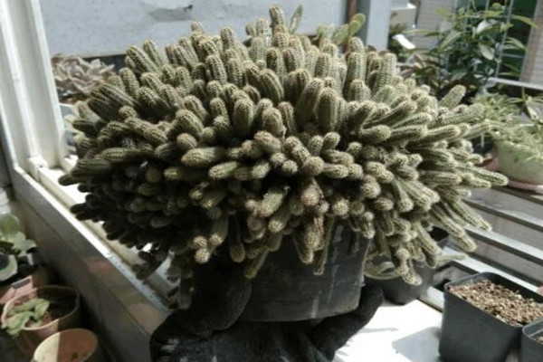 她家花盆里长了毛毛虫,掐根枝就活,1个月爆满大缸! 她家花盆里长了毛毛虫,掐根枝就活,1个月爆满大缸!