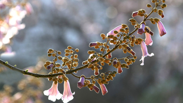 梧桐花和泡桐花的区别 梧桐花和泡桐花的区别