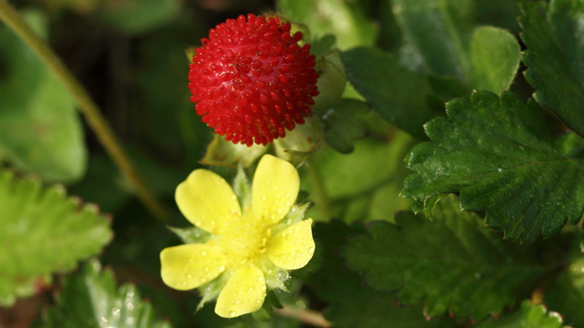 野草莓花和蛇莓的区别 野草莓花和蛇莓的区别