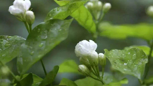 黄木香花和茉莉花的区别